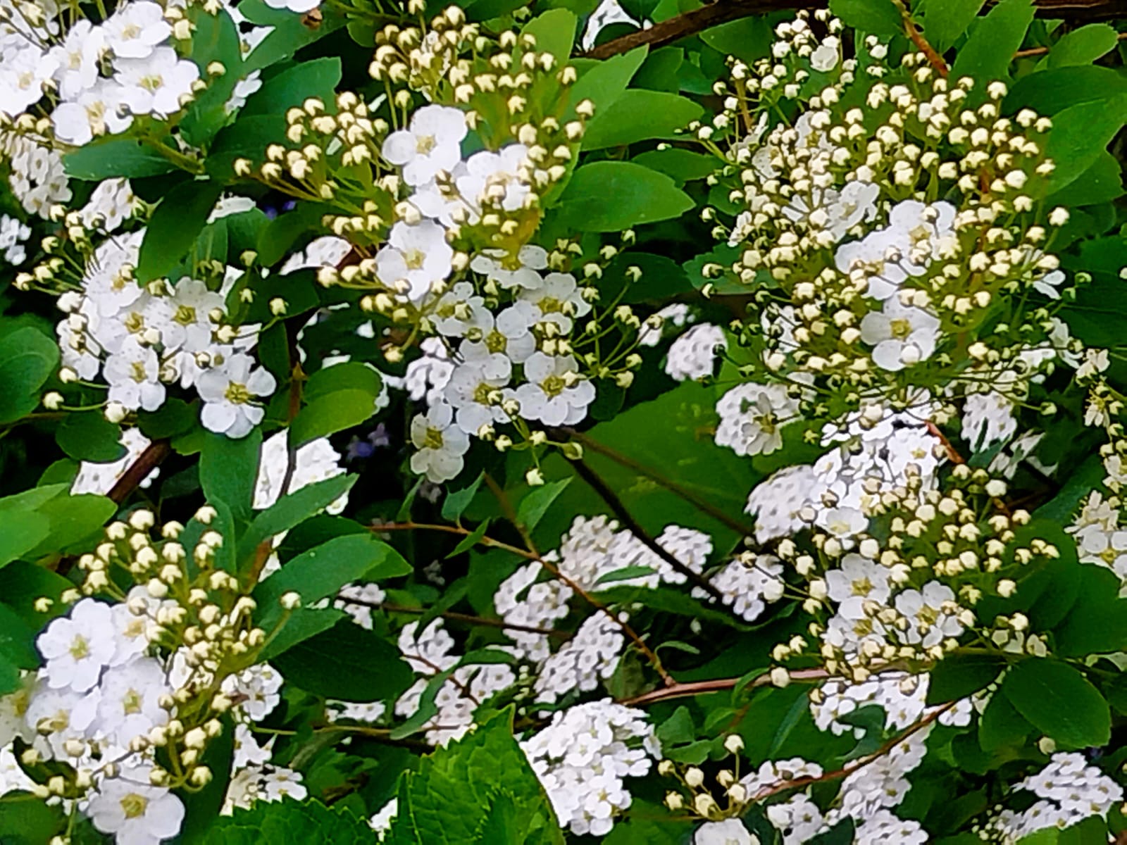 Witte bloesem